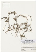 藏品(籬蓼)的圖片